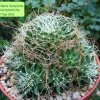 Mammillaria _decipiens _ssp.camptotricha _08